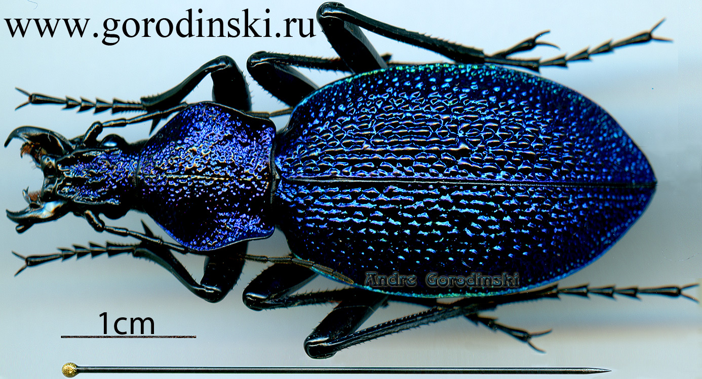 http://www.gorodinski.ru/carabus/Procerus scabrosus colchicus.jpg